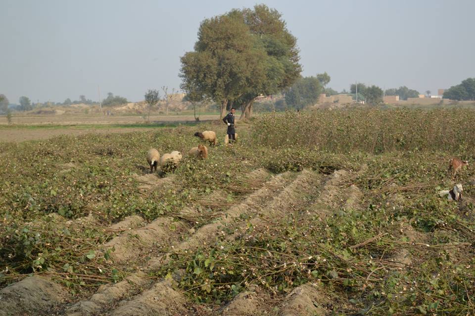 Cotton in Pakistan